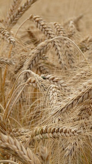 Wheat Phone Wallpaper