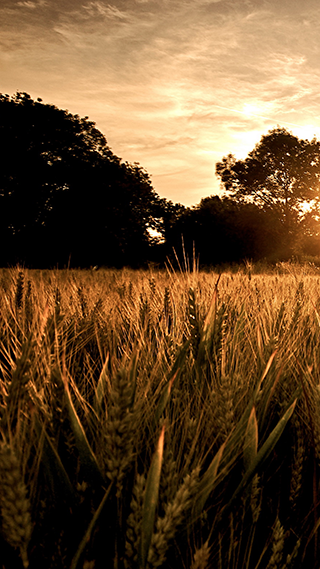Wheat Land Phone Wallpaper