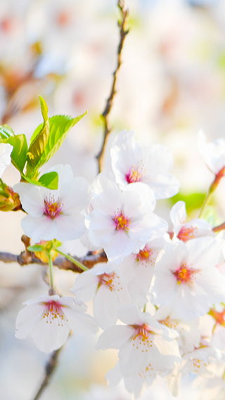 White Flower Blossoms Phone Wallpaper