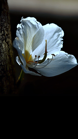 White Flower Phone Wallpaper