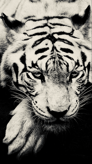White Tiger Phone Wallpaper