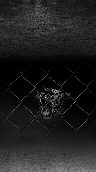 Wild Beast Phone Wallpaper