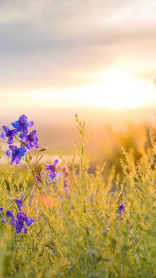 Wild Flower Phone Wallpaper