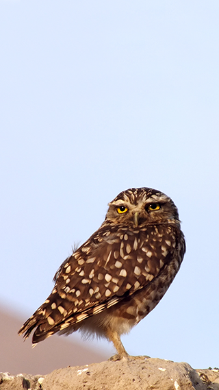 Wild Owl Phone Wallpaper