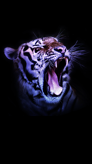 Wildcat Phone Wallpaper