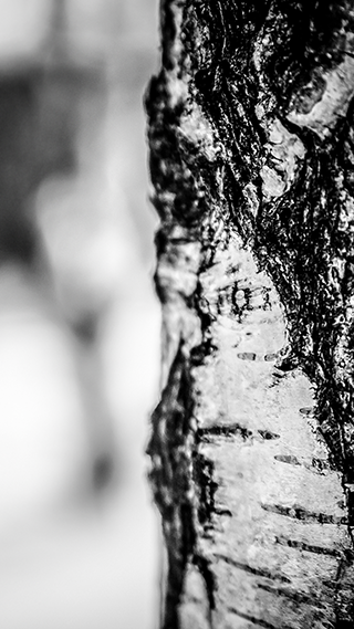 Winter Bark Phone Wallpaper