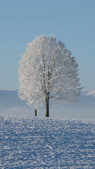 Winter Phone Wallpaper