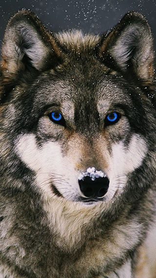 Winter Wolf Phone Wallpaper