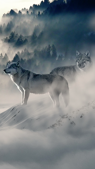 Wolf Pack Phone Wallpaper