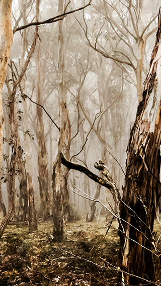Wood Land Phone Wallpaper