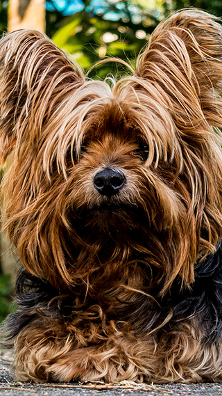 Yorkshire Pup Phone Wallpaper