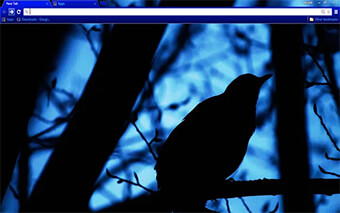 Black Bird Google Chrome Theme