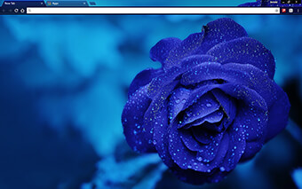 Blue Rose Google Chrome Theme