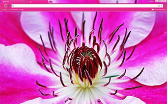 Flower Google Chrome Theme