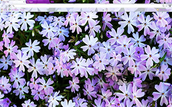 Flowers Google Chrome Theme