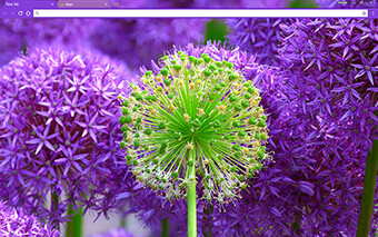Fresh Blossom Google Chrome Theme