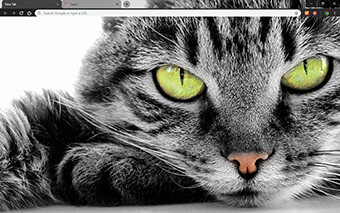 Green Eyed Cat Google Chrome Theme