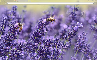 Lavender Blossom Google Chrome Theme