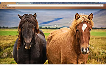 Love Horses Google Chrome Theme