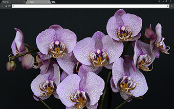 Orchids Google Chrome Theme