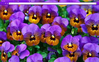 Pansies Google Chrome Theme