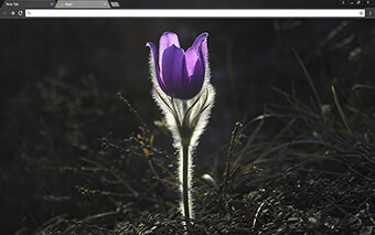 Pasque Flower Google Chrome Theme