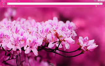 Pink Blossom Google Chrome Theme