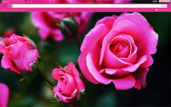 Pink Roses Google Chrome Theme