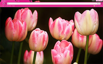 Pink Tulips Google Chrome Theme