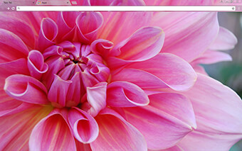 Pinkest Flower Google Chrome Theme