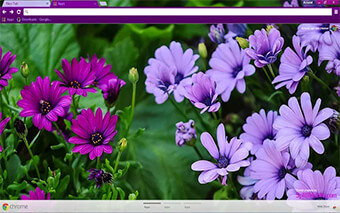 Purple Daisies Google Chrome Theme