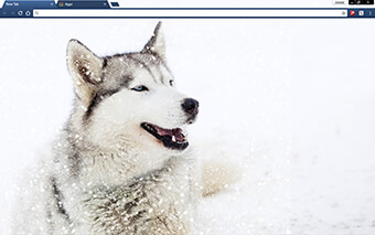 Siberian Husky Dog Google Chrome Theme