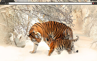 Siberian Tigers Google Chrome Theme