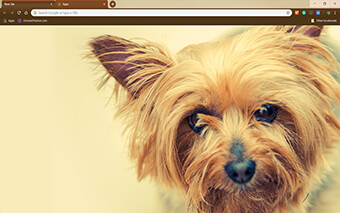 Silky Terrier Google Chrome Theme