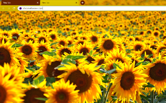 Solarized Sunflowers Google Chrome Theme
