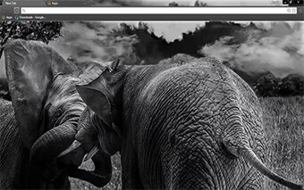 Wild Elephants Google Chrome Theme