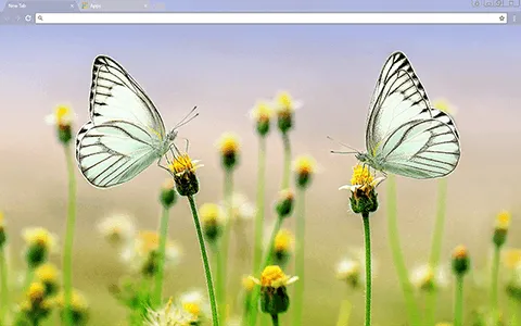 Butterfly Heaven Google Chrome Theme