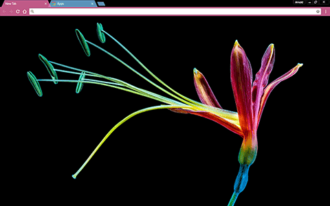 Colorful Flower Google Chrome Theme