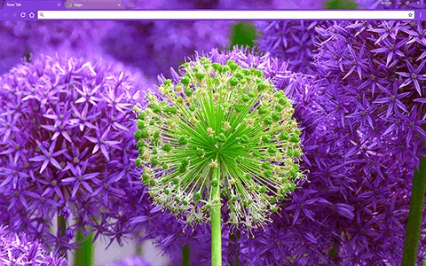 Fresh Blossom Google Chrome Theme