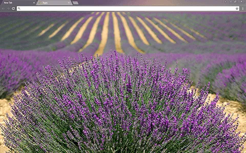 Lavender Google Chrome Theme