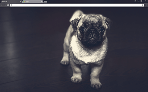 Pug Puppy Google Chrome Theme