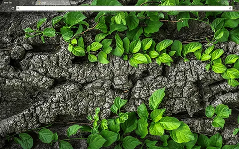 Tree Bark Google Chrome Theme