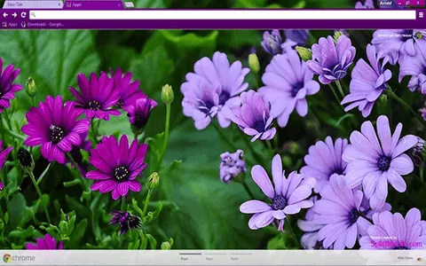 Free Purple Colm�ia Google Chrome Theme