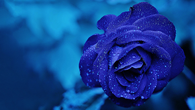 Blue Rose 2K Wallpaper