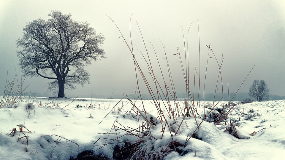 Cold Winter - 2K Wallpaper