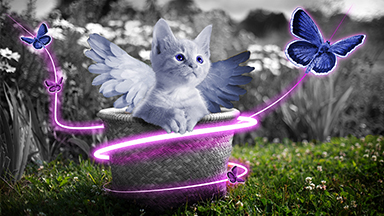 Fairy Kitten 2K Wallpaper