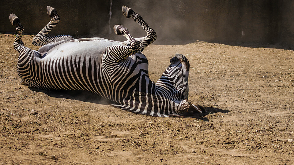 Lazy Zebra - 2K Wallpaper