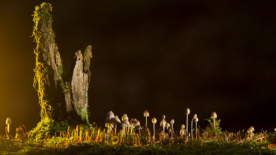 Mushrooms - 2K Wallpaper