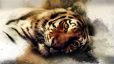 Sleepy Tiger 2K Wallpaper