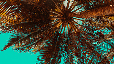 Tropical Palm Tree 2K Wallpaper